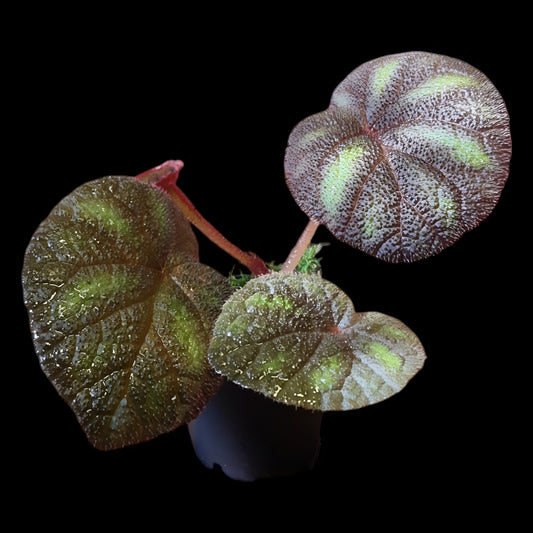 Begonia versicolor kaufen