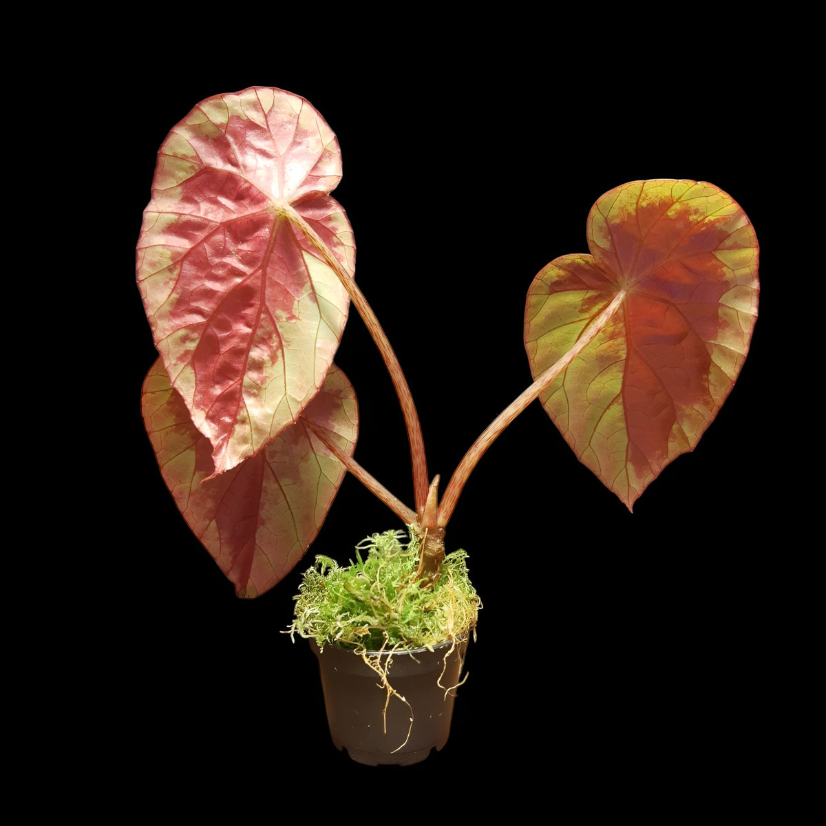 Begonia burkillii silver edge