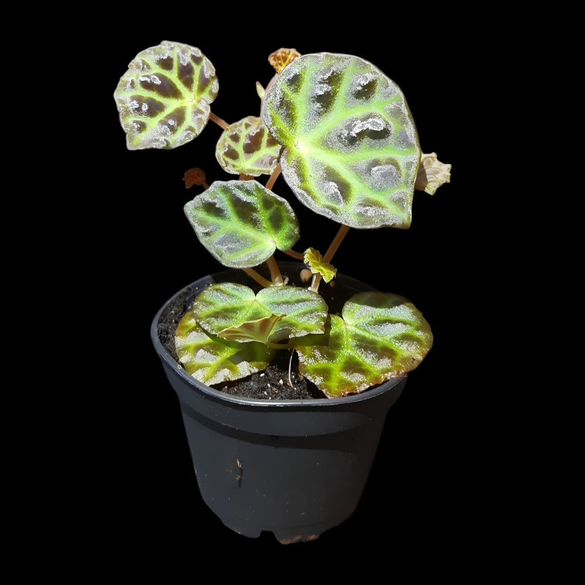 Begonia sarawak × dracopelta