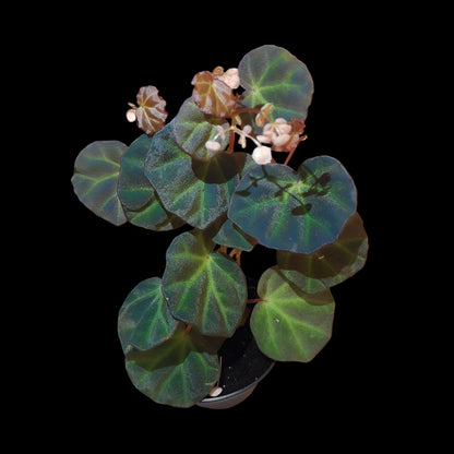 Rarität! Begonia sarawak, Terrarien - Begonie