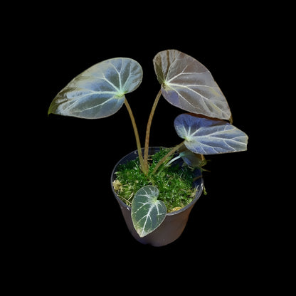 Begonia burkillii dark form
