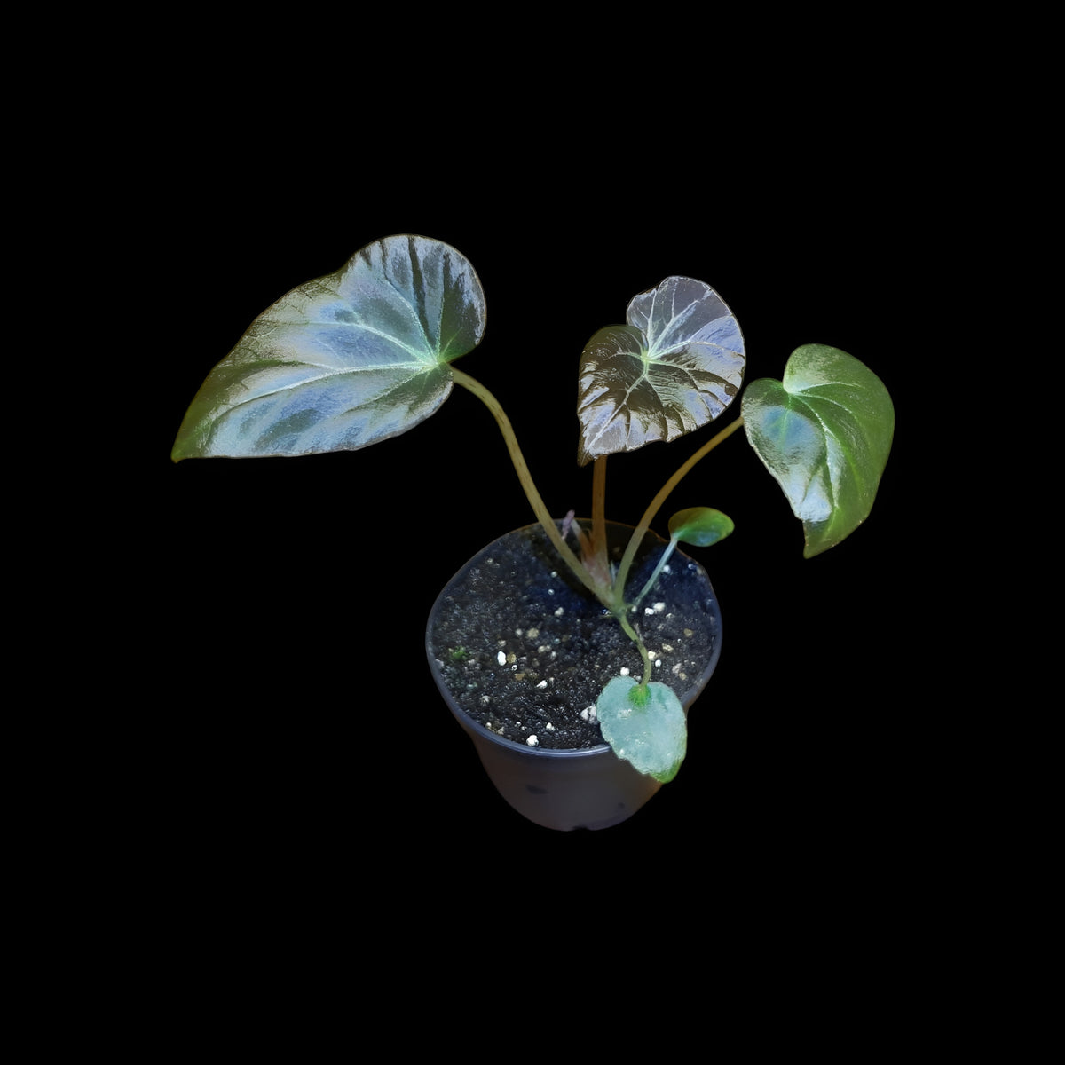 Begonia burkillii dark form