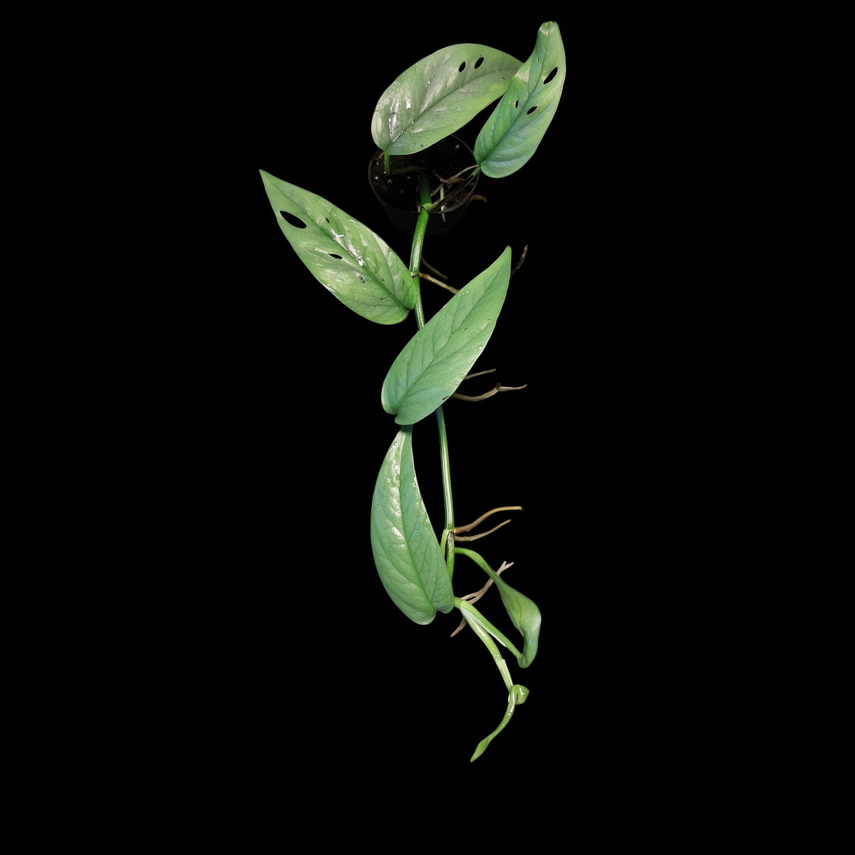 Efeutute, Epipremnum "Cebu Blue"