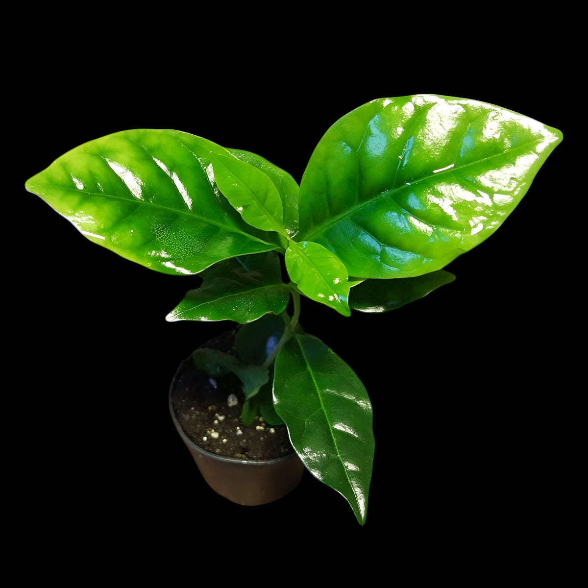 Coffea arabica