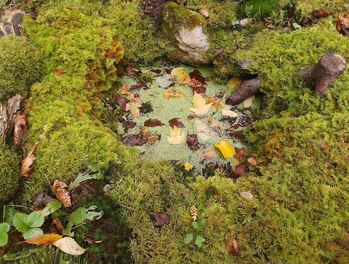 Zypressenschlafmoos (Hypnum cupressiforme)