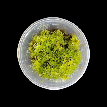 Weißmoos (Leucobryum glaucum)