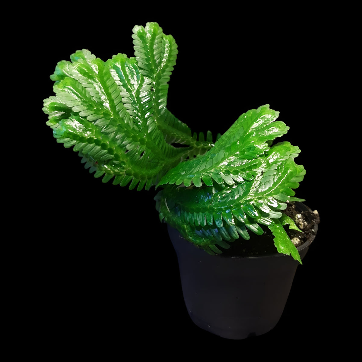 Selaginella brooksii