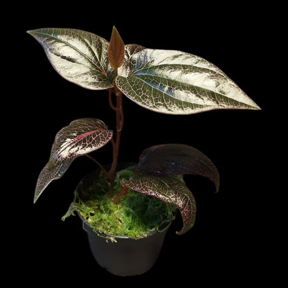 Rarität! Piper pink veins, Rankpflanze fürs Regenwald Terrarium