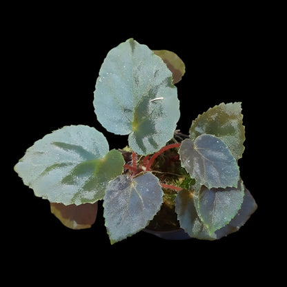 Rarität! Begonia metachroa