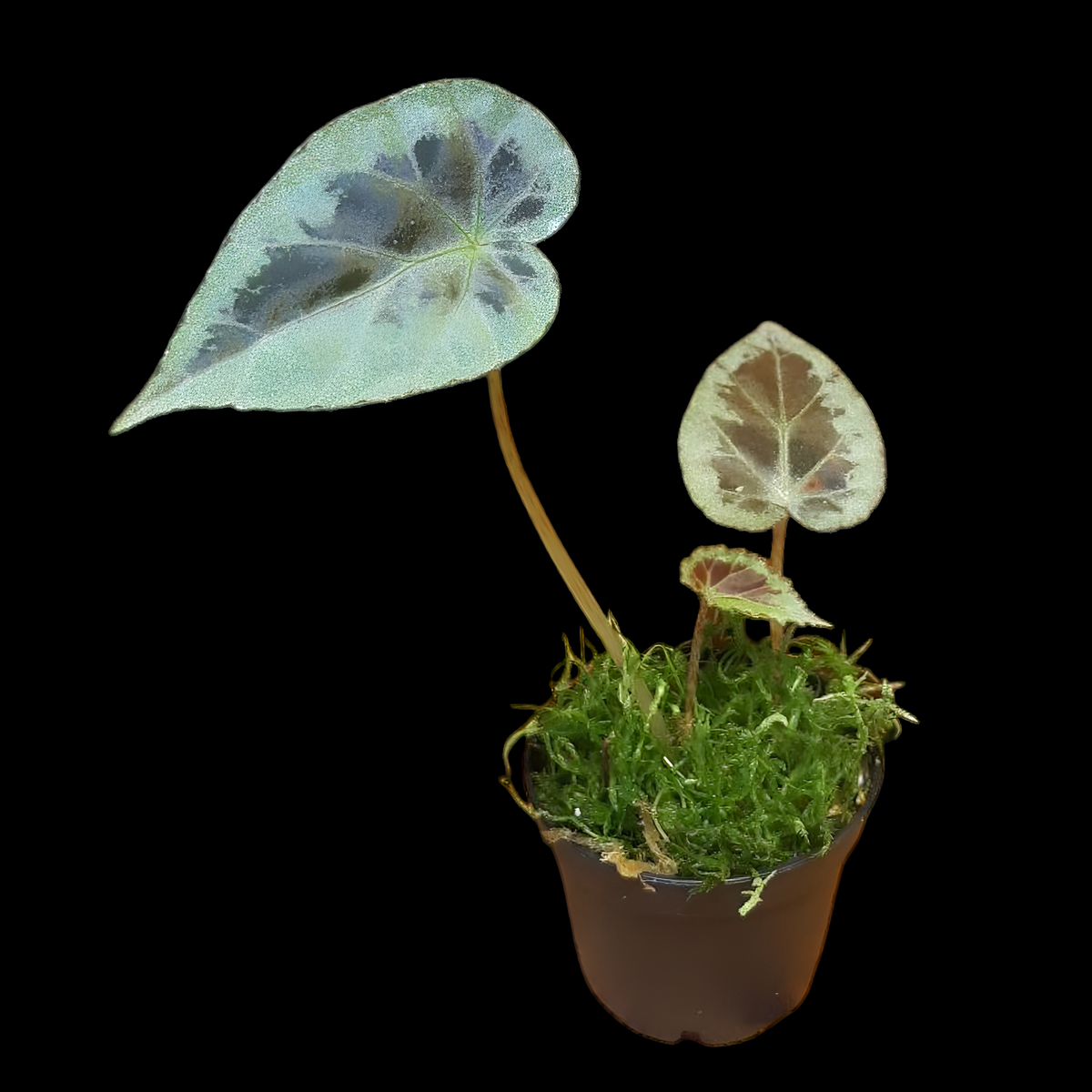Begonia burkillii silver edge