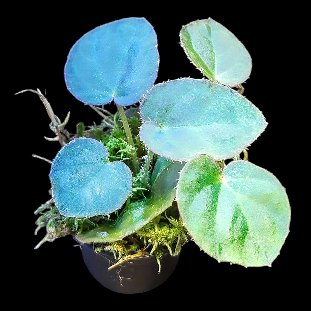 Rarität! Begonia rockii