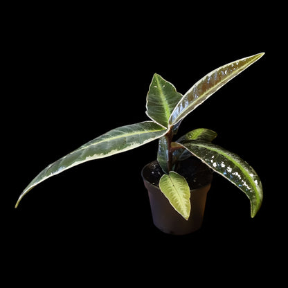 Labisia pumila