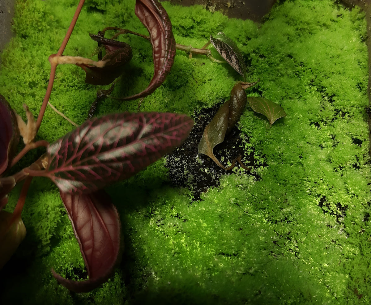 Rarität! Antrophyum cf. plantagineum, Mini Farn, (Bodendecker und Rückwandbegrünung)