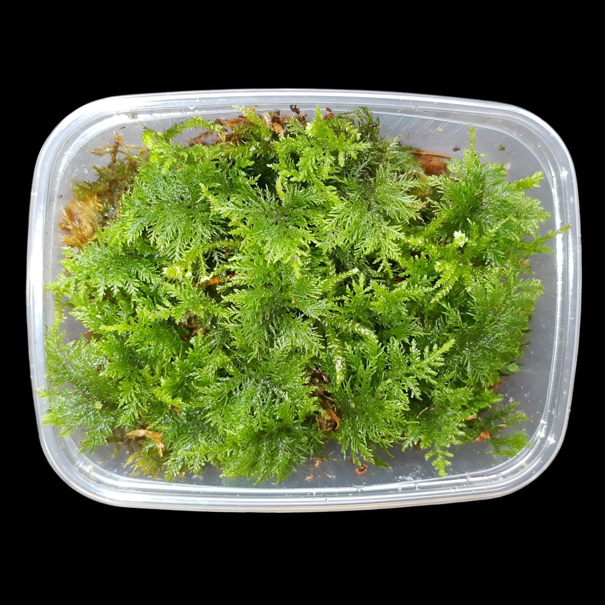 Thuja Moos, (Thuidium tamariscinum)