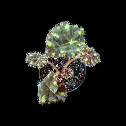 Begonia bowerae tiger