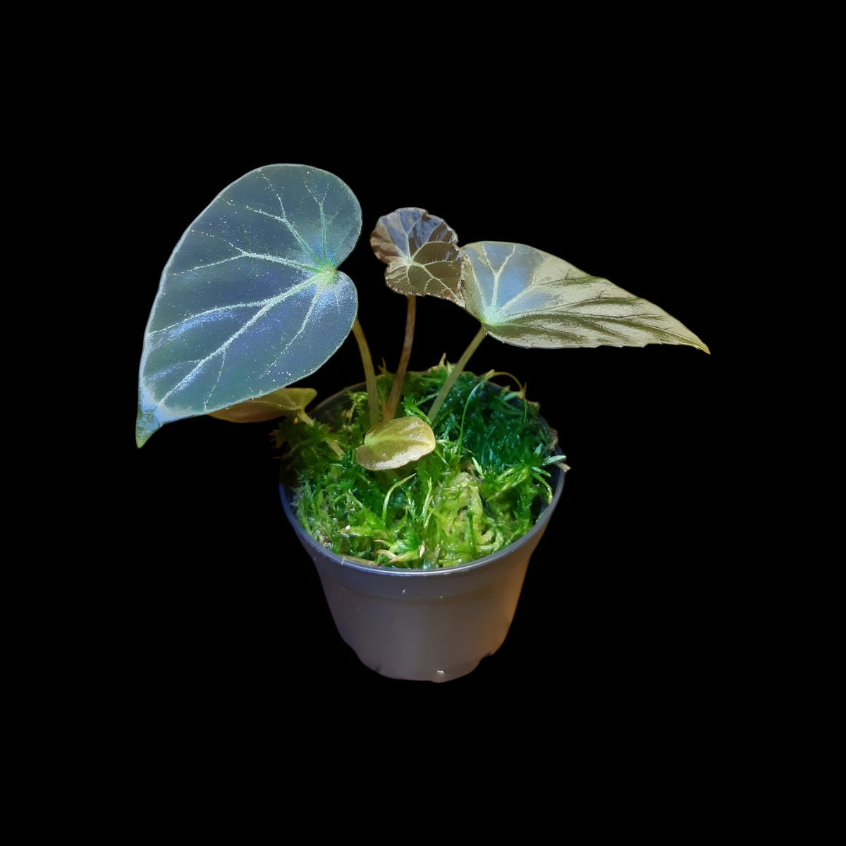 Begonia burkillii dark form