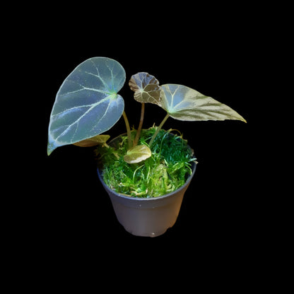Begonia burkillii dark form