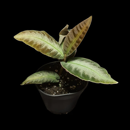 Labisia pumila