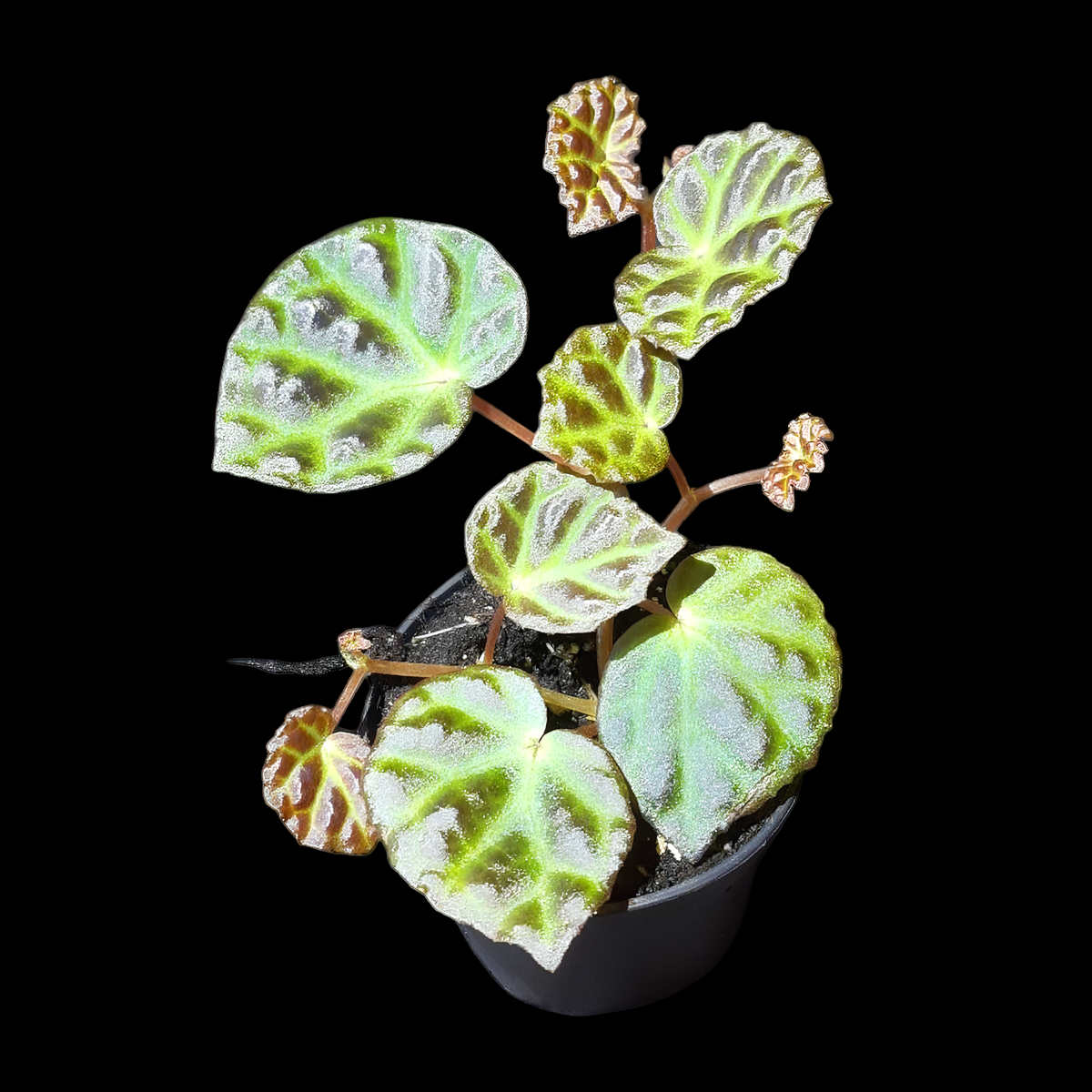 Begonia sarawak × dracopelta