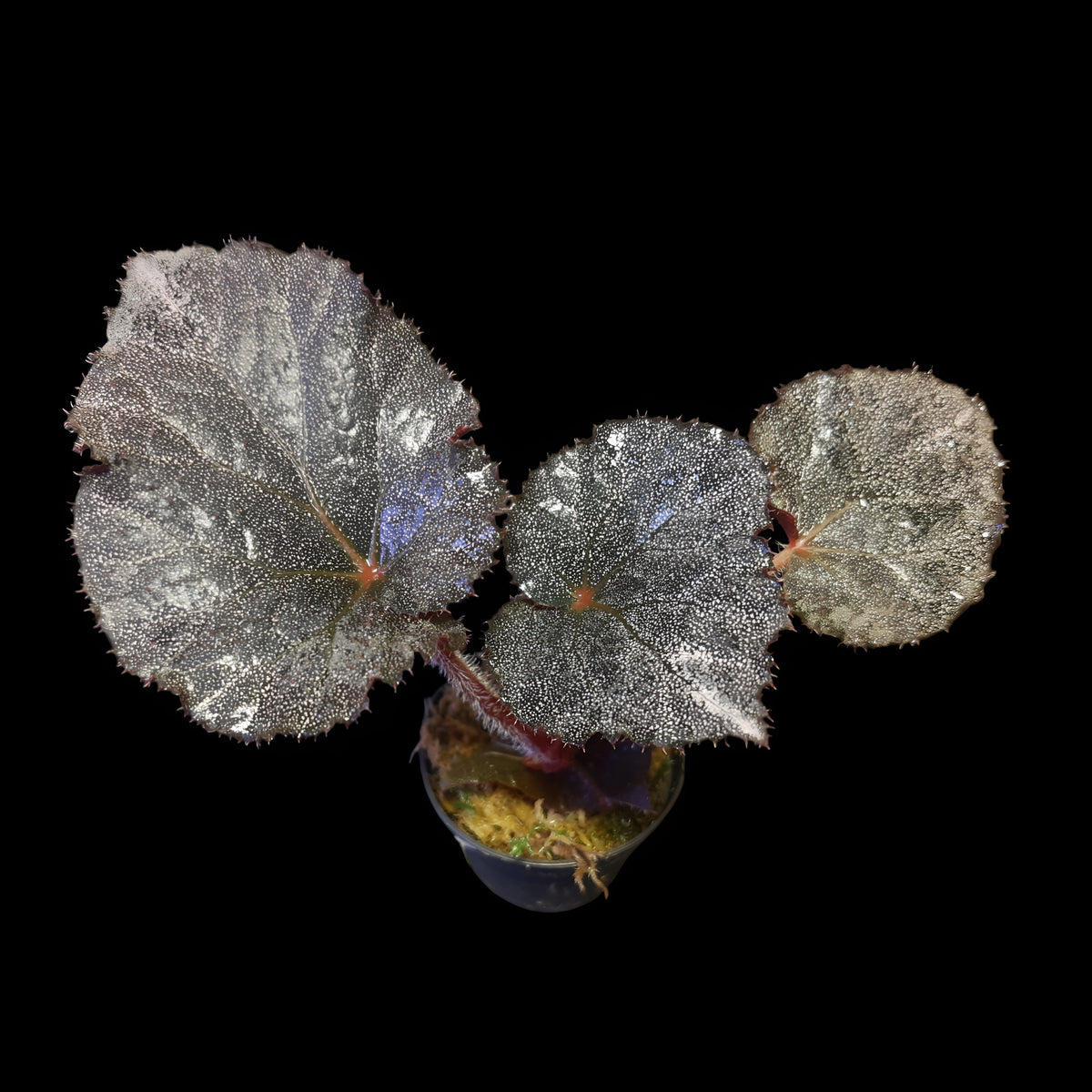 Begonia Taconite