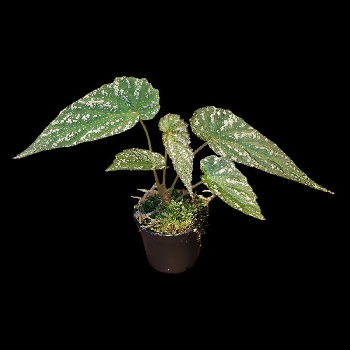 Rarität! Begonia lukuana