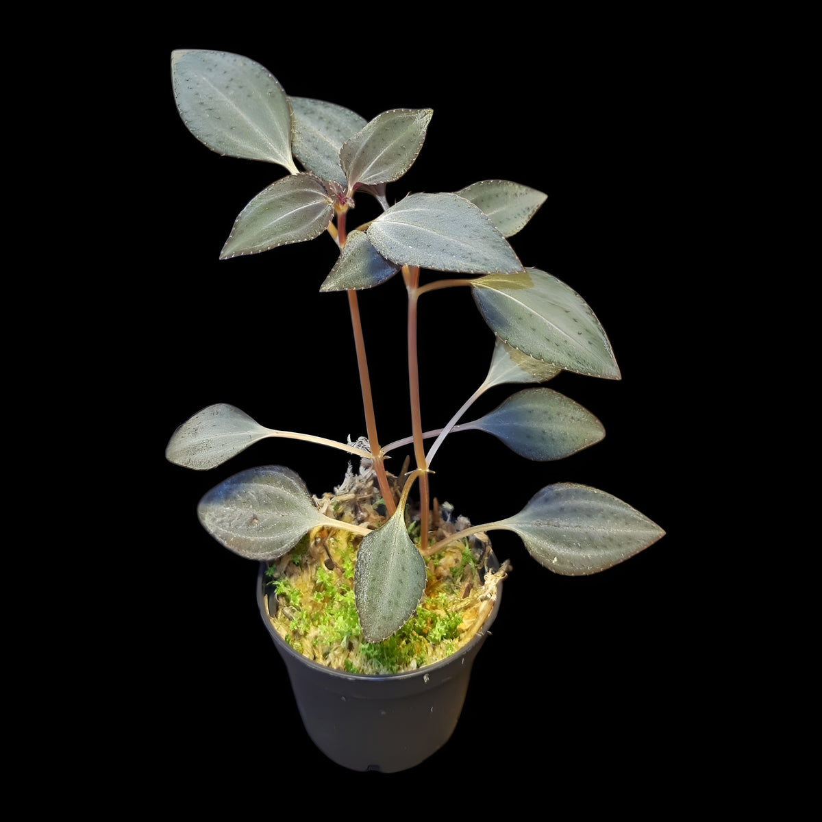 Arthrostemma parvifolium