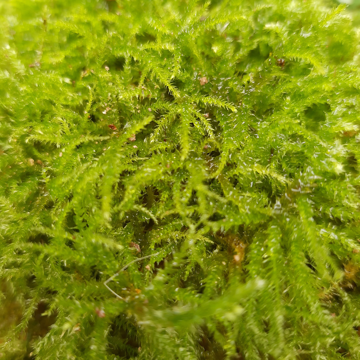 Gestreiftes Schönschnabelmoos (Eurhynchium striatum)