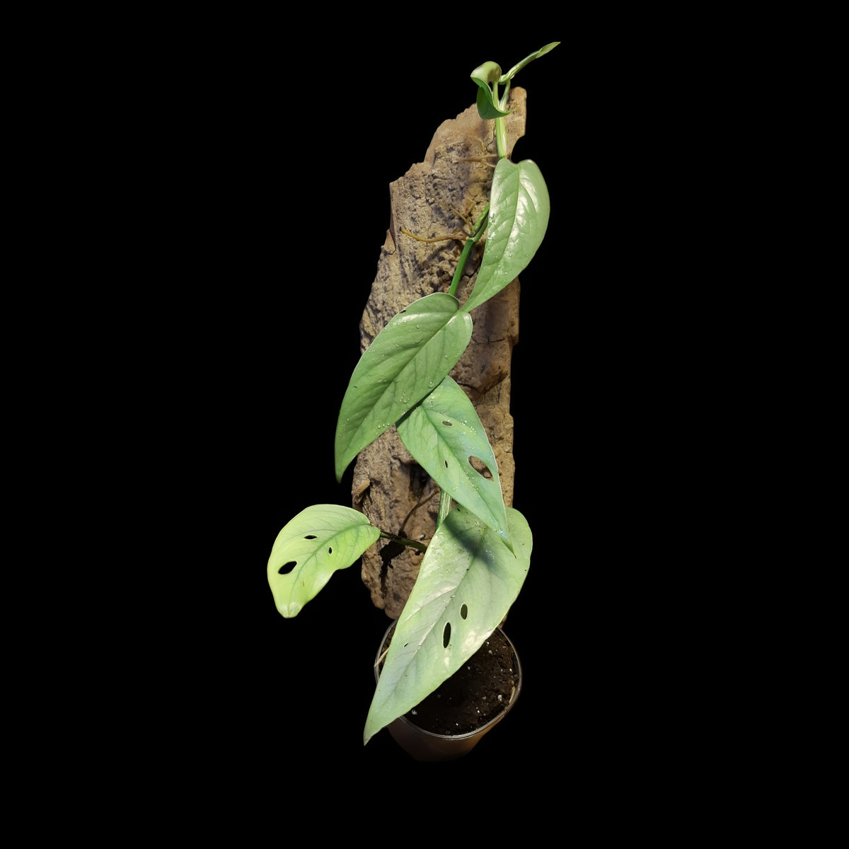 Efeutute, Epipremnum "Cebu Blue"