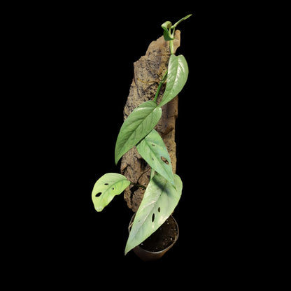 Efeutute, Epipremnum "Cebu Blue"