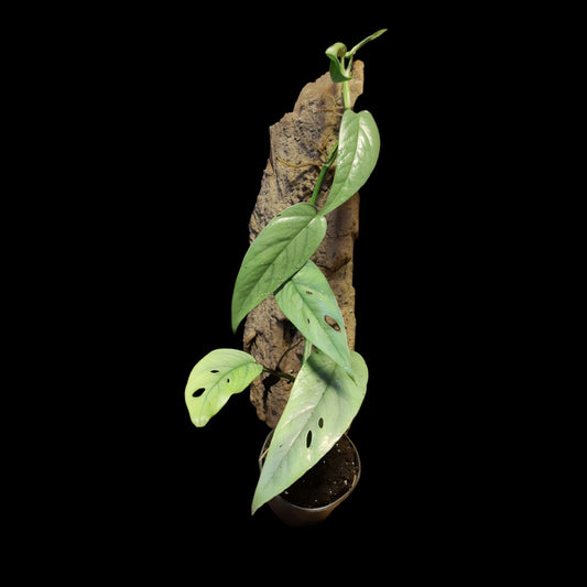 Efeutute, Epipremnum "Cebu Blue"