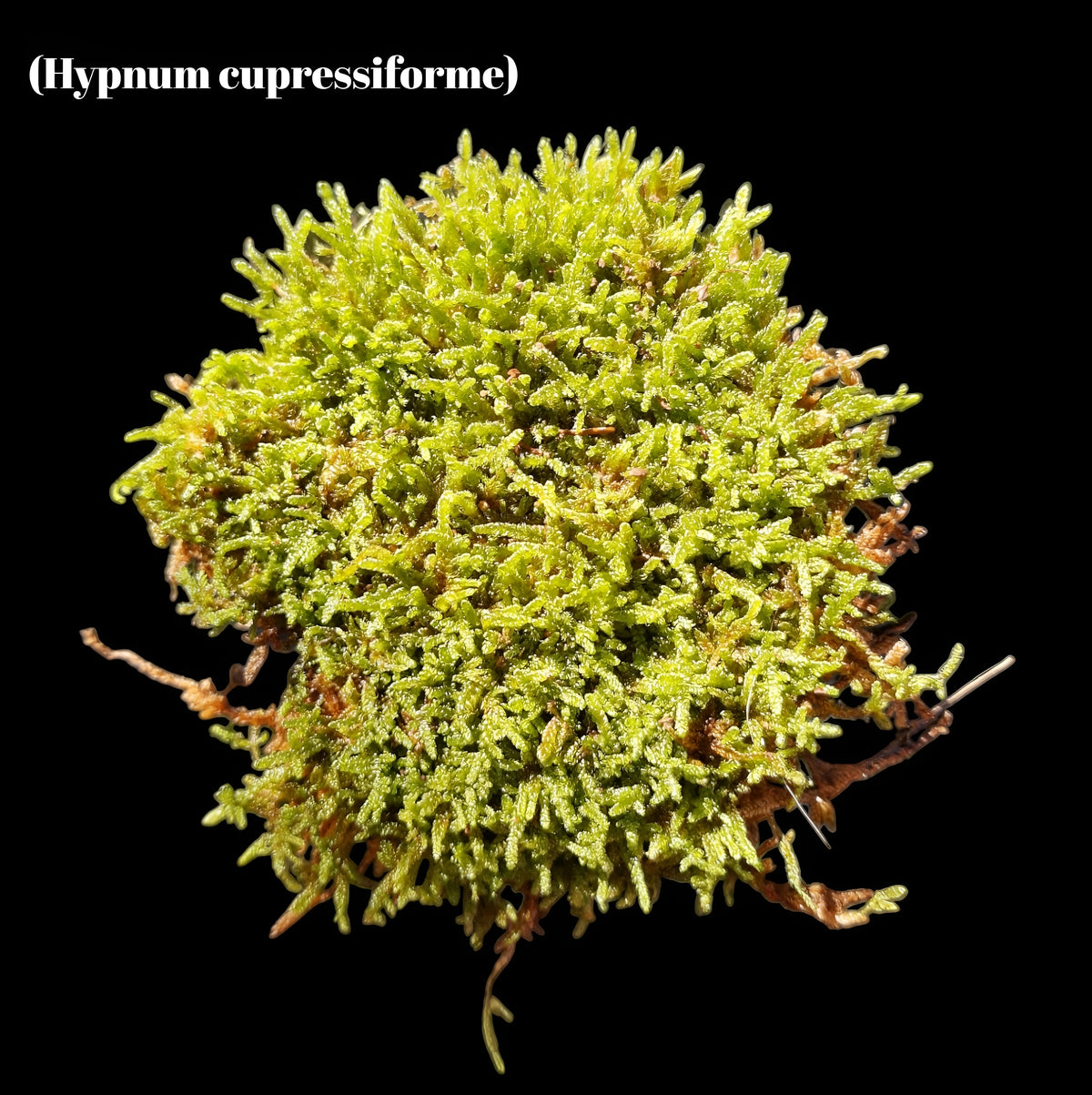 Zypressenschlafmoos (Hypnum cupressiforme)