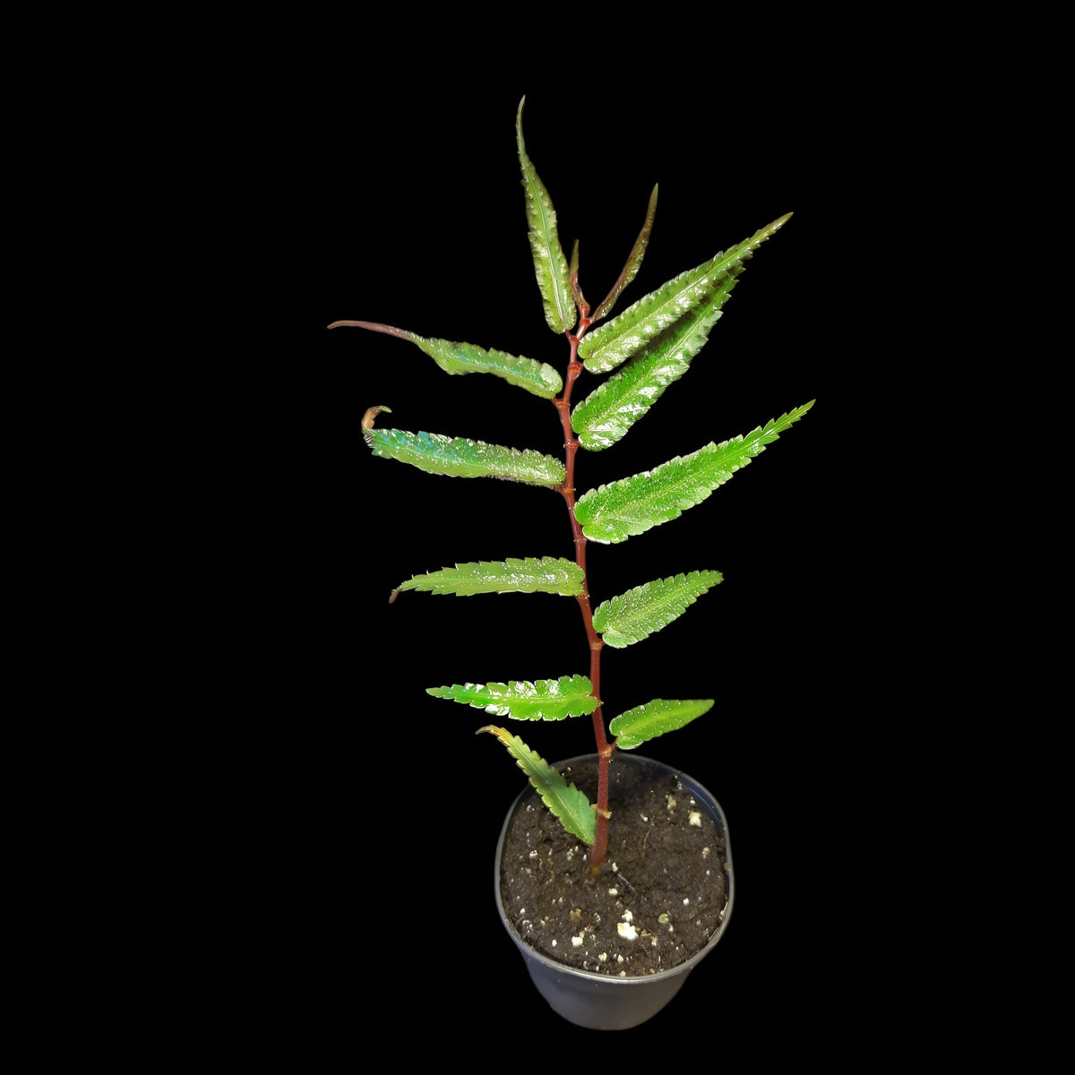 Begonia pteridiformis 'Red' 'dark'