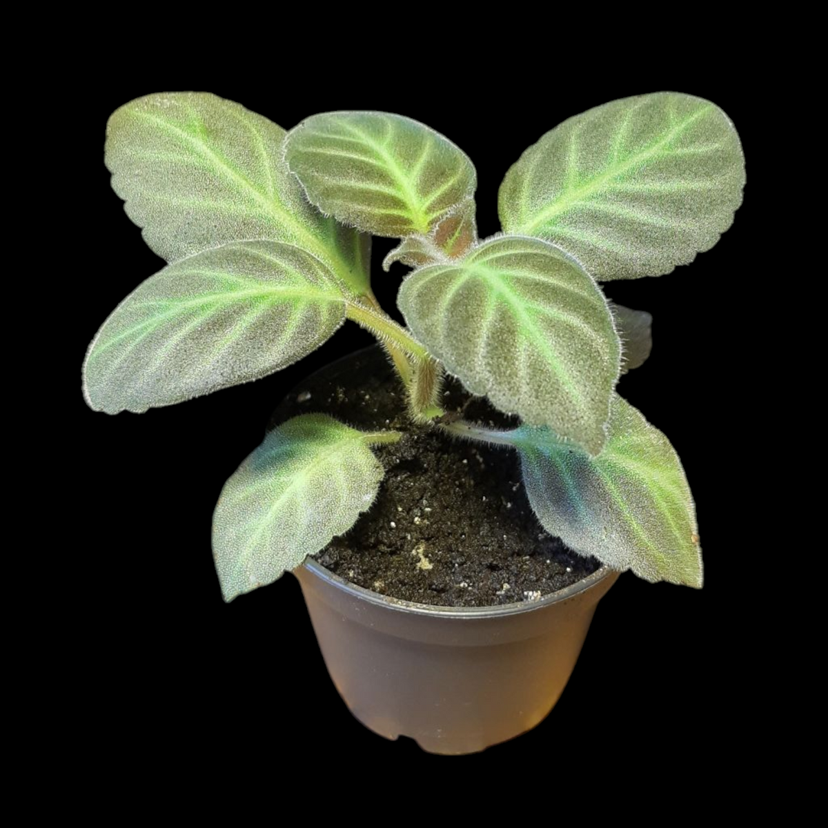 Gloxinella lindeniana