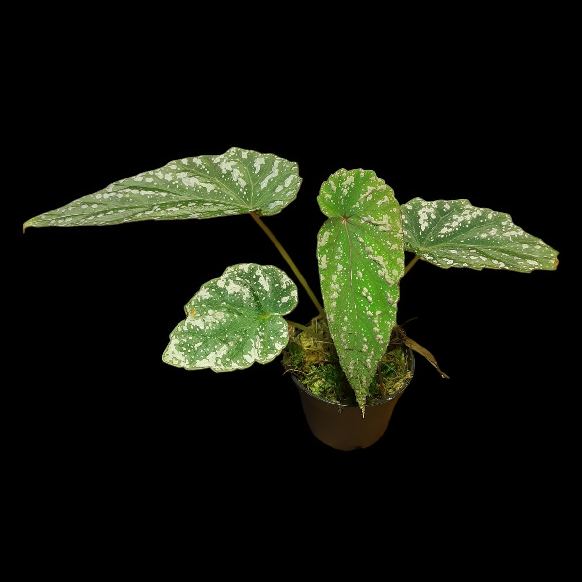 Rarität! Begonia lukuana