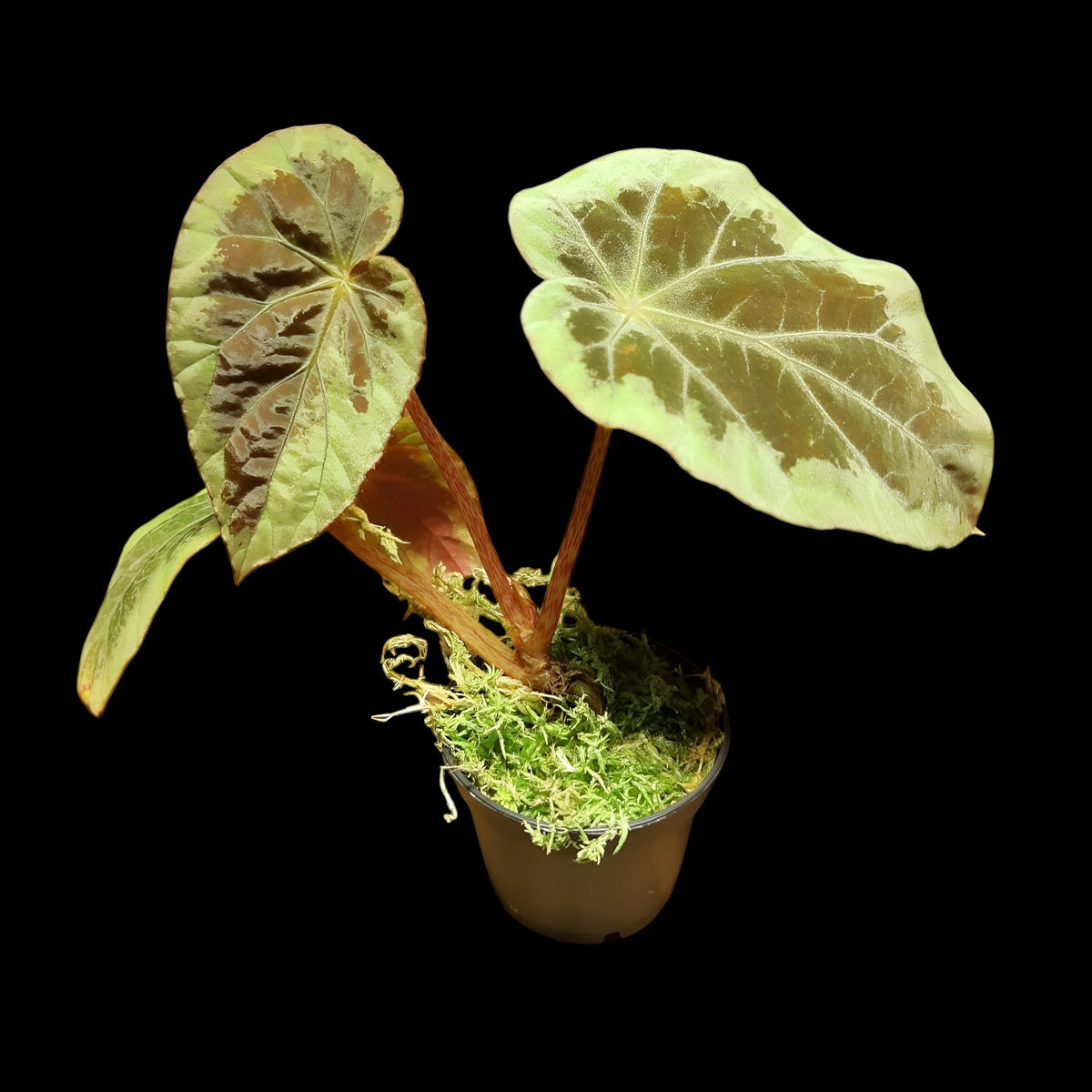 Begonia burkillii silver edge