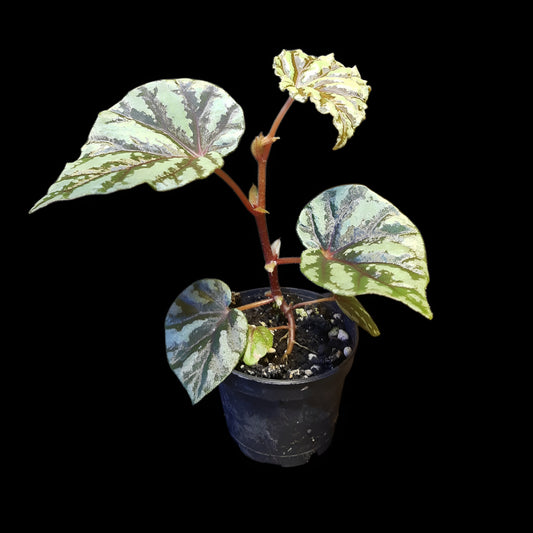 Begonia Irian Jaya, U682