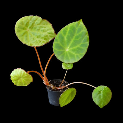 Begonia scapigera kaufen