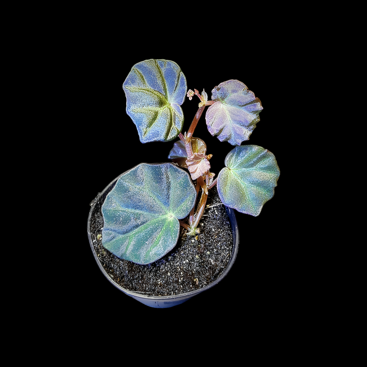 Rarität! Begonia sarawak, Terrarien - Begonie
