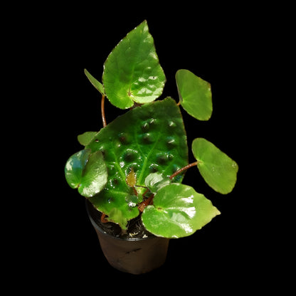 Begonia ferox