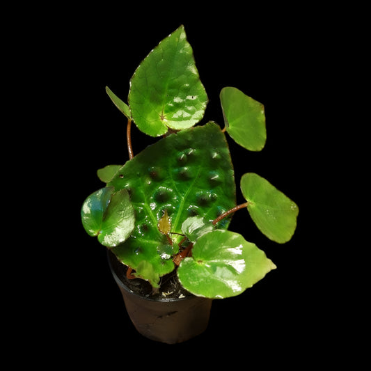 Begonia ferox
