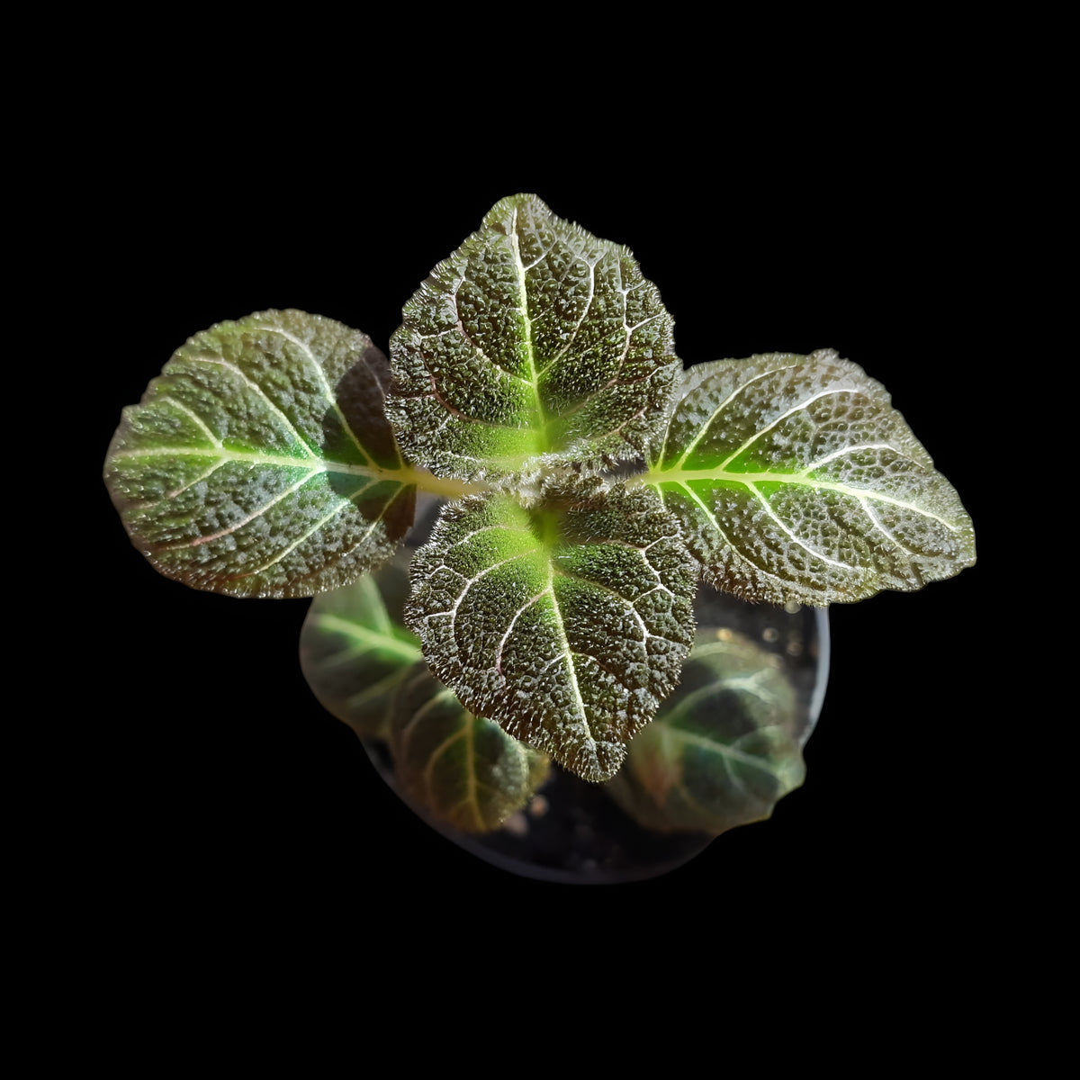 Pearcea hypocyrtiflora