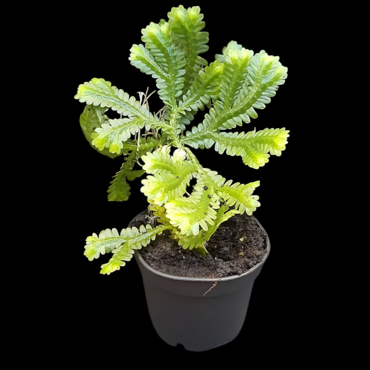 Selaginella brooksii