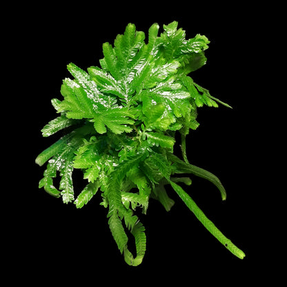 Selaginella suriname