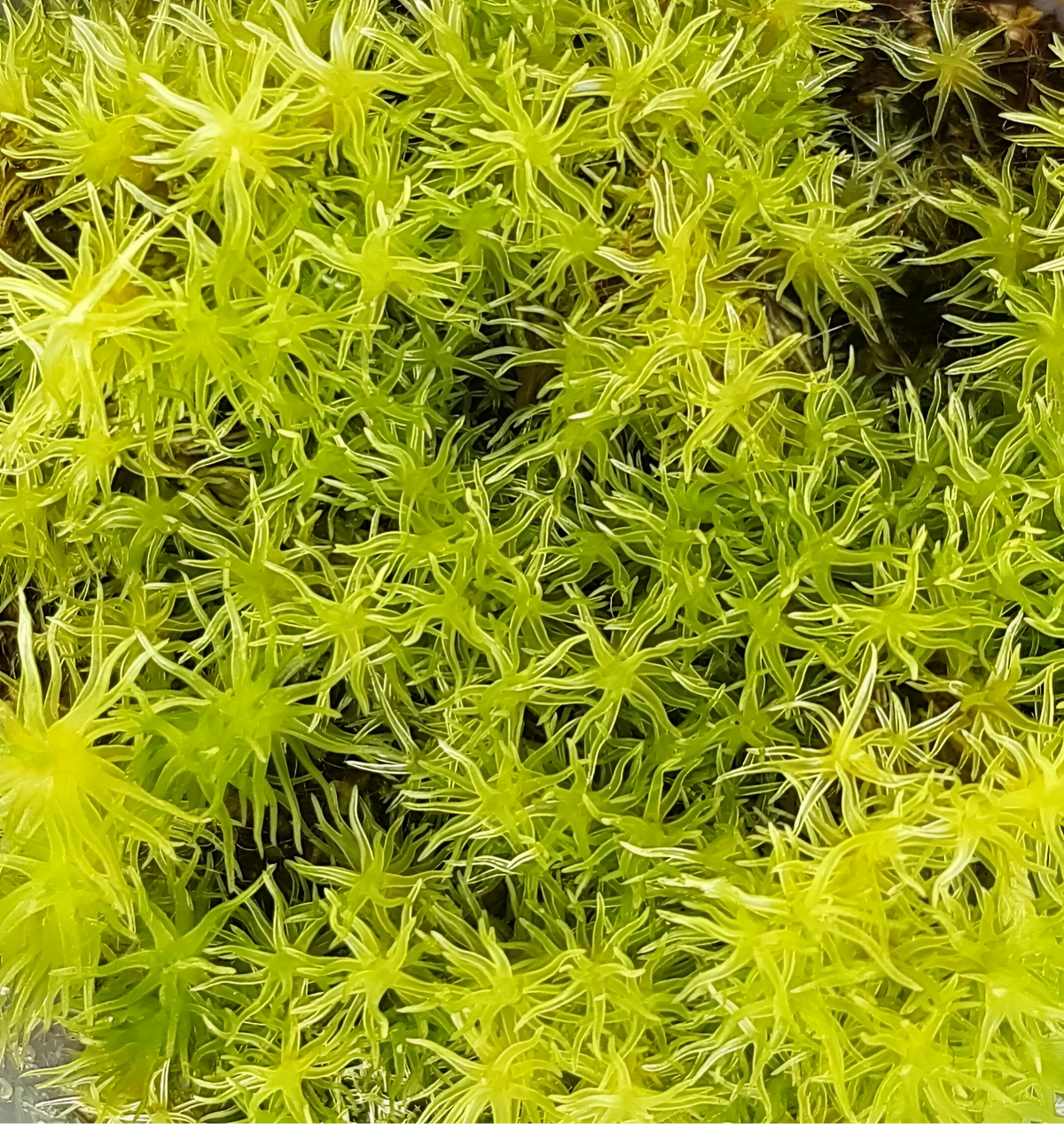 Weißmoos (Leucobryum glaucum)
