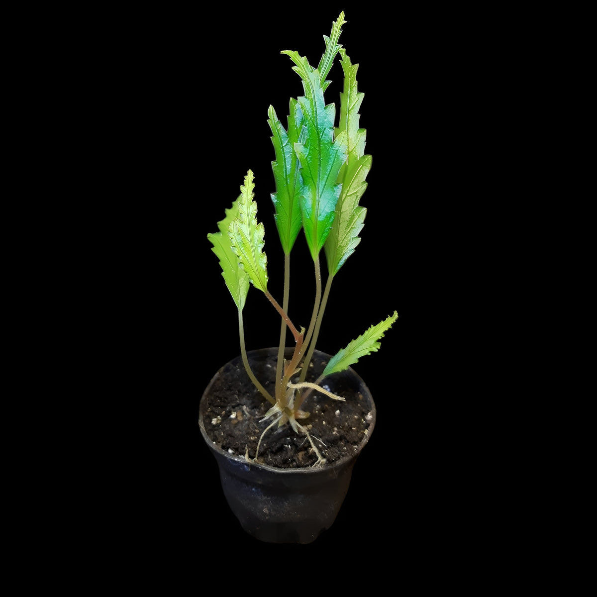 Begonia henrilaportei (Miniaturbegonie)
