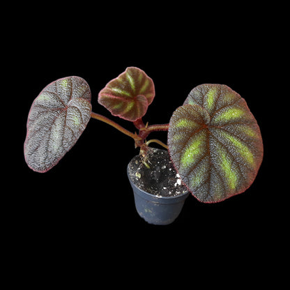Begonia versicolor kaufen