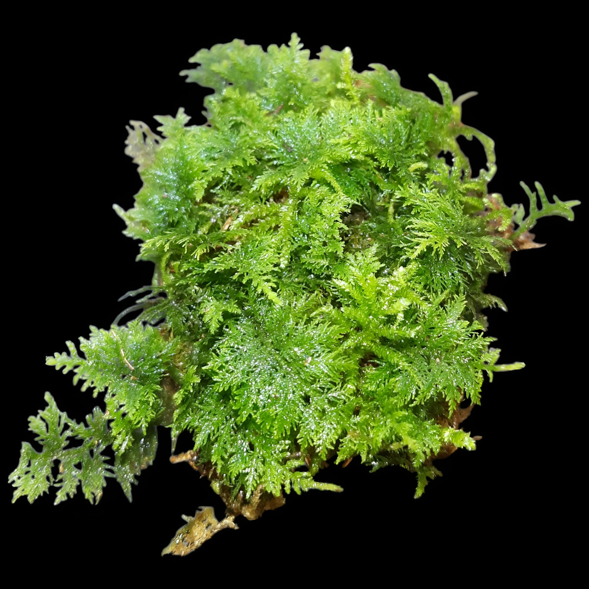 Thuja Moos, (Thuidium tamariscinum)