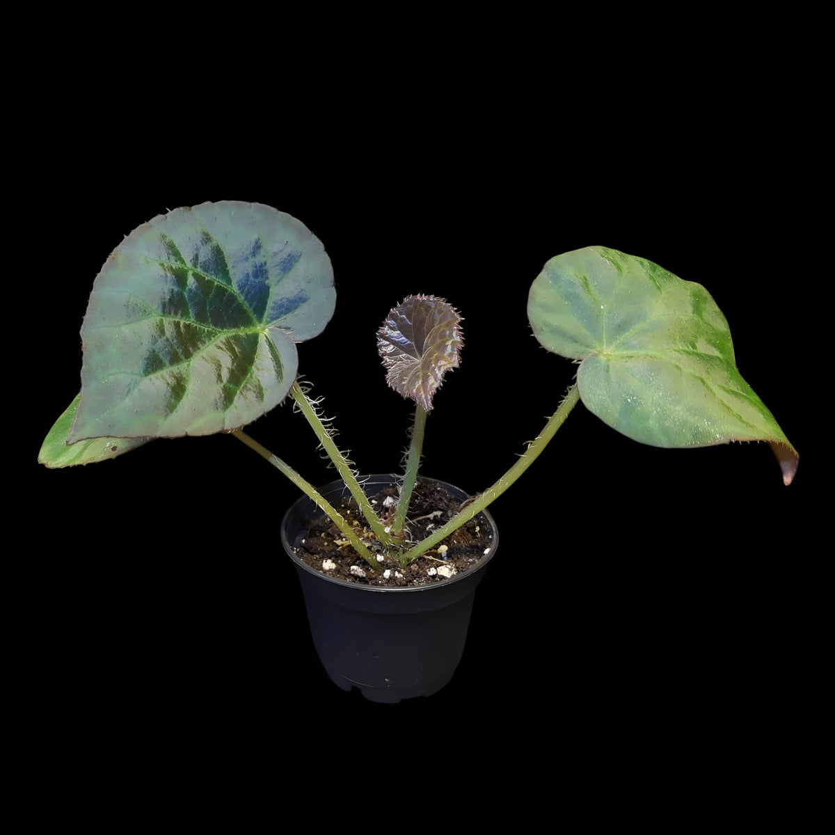 Rarität! Begonia rockii