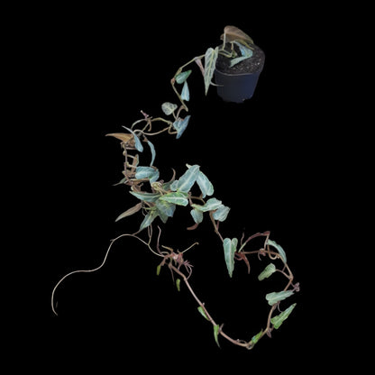 Cissus Amazonica