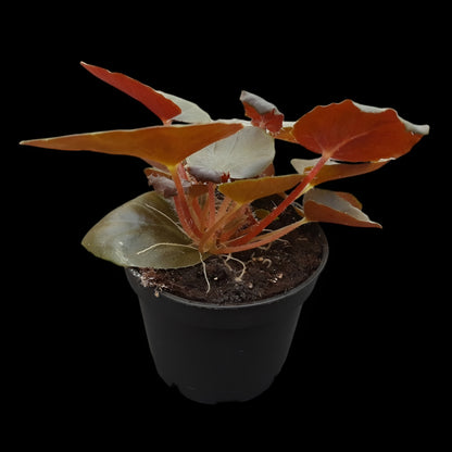 Rarität! Begonia metachroa